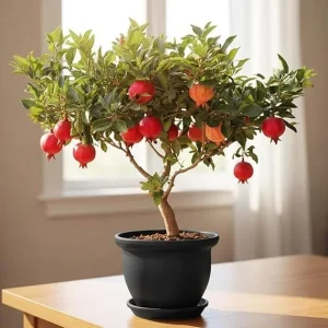 Pomegranate Tree Live Plant, 8-12 Inch Sweet Fruit Bearing, Outdoor - Image 6