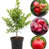 Pomegranate Tree Live Plant, Cold Hardy, 5-7 Inches Tall, 4 Inch Potted - Image 1