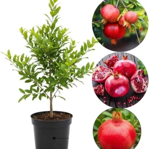 Pomegranate Tree Live Plant, Cold Hardy, 5-7 Inches Tall, 4 Inch Potted - Image 6