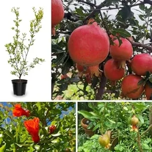 Pomegranate Tree Live Plant - Cold Hardy, 6-8 Inches Tall, All Year Planting - Image 6