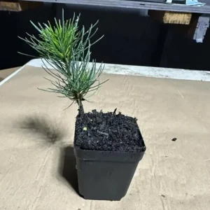 Ponderosa Pine Live Tree Saplings (Set of 4) – 3 Inch Pots – Hardy Outdoor Evergreen Conifers - Image 2