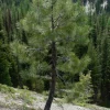 Ponderosa Pine Live Tree Saplings (Set of 4) – 3 Inch Pots – Hardy Outdoor Evergreen Conifers - Image 1