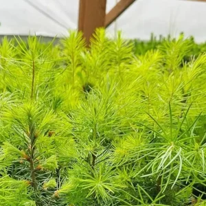 Ponderosa Pine Live Tree Saplings (Set of 4) – 3 Inch Pots – Hardy Outdoor Evergreen Conifers - Image 4