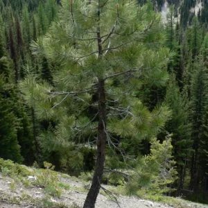 Ponderosa Pine Live Trees, 3-Inch Pots, Hardy Evergreen Conifers, Outdoor - Image 2