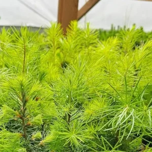 Ponderosa Pine Live Trees, 3-Inch Pots, Hardy Evergreen Conifers, Outdoor - Image 4