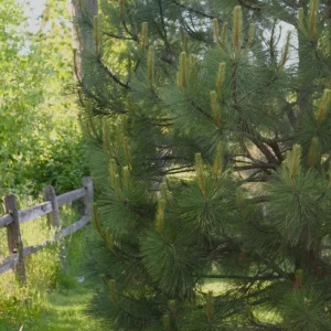 Ponderosa Pine Live Trees, 3-Inch Pots, Hardy Evergreen Conifers, Outdoor - Image 5