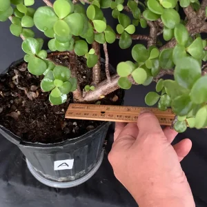 Portulacaria Afra Pre-Bonsai Live Plant - Large Elephant Bush Dwarf Jade - 17