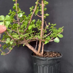 Portulacaria Afra Pre-Bonsai Live Plant - Large Elephant Bush Dwarf Jade - 17
