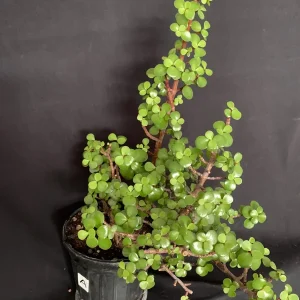 Portulacaria Afra Pre-Bonsai Live Plant - Large Elephant Bush Dwarf Jade - 17
