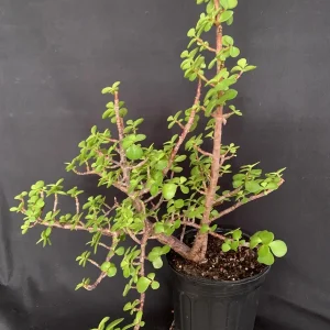 Portulacaria Afra Pre-Bonsai Live Plant - Large Elephant Bush Dwarf Jade - 17