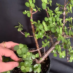 Portulacaria Afra Pre-Bonsai Live Plant - Large Elephant Bush Dwarf Jade - 17