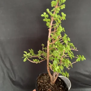 Portulacaria Afra Pre-Bonsai Live Plant - Large Elephant Bush Dwarf Jade - 17