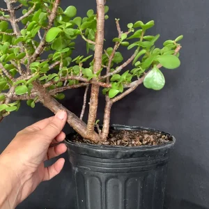 Portulacaria Afra Pre-Bonsai Live Plant - Large Elephant Bush Dwarf Jade - 17