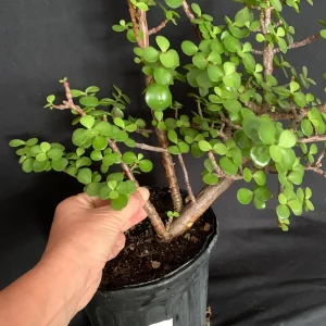 Portulacaria Afra Pre-Bonsai Live Plant - Large Elephant Bush Dwarf Jade - 17