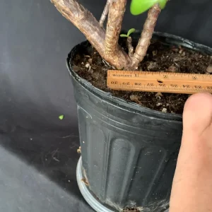 Portulacaria Afra Pre-Bonsai Live Plant - Large Elephant Bush Dwarf Jade - 17