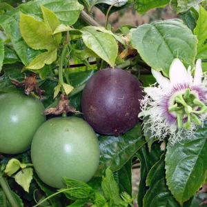 Possum Purple Passion Fruit Live Plant - Passiflora Edulis Vine - 4-5 Inches Tall Outdoor - Image 2