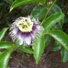 Possum Purple Passion Fruit Live Plant - Passiflora Edulis Vine - 4-5 Inches Tall Outdoor - Image 1