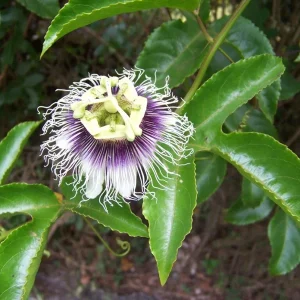 Possum Purple Passion Fruit Live Plant - Passiflora Edulis Vine - 4-5 Inches Tall Outdoor - Image 1