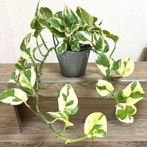 Pothos Live Plant – Variegated Houseplant – 2-Pack – 3-5 Inches Tall Indoor - Image 6
