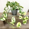 Pothos Live Plant – Variegated Houseplant – 2-Pack – 3-5 Inches Tall Indoor - Image 1