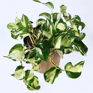 Pothos Live Plants - 2 Pack, 3-5 Inch Tall Indoor Houseplant, Green White - Image 2