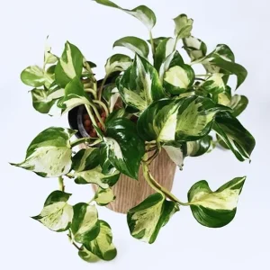 Pothos Live Plants - 2 Pack, 3-5 Inch Tall Indoor Houseplant, Green White - Image 3