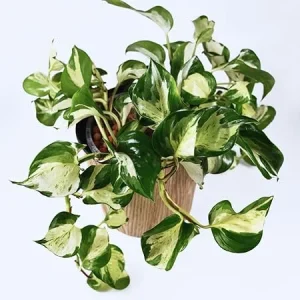Pothos Live Plants - 2 Pack, 3-5 Inch Tall Indoor Houseplant, Green White - Image 7