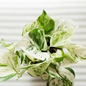 Pothos Live Plants Set of 2 - Indoor Houseplant Garden, 3-5 Inches Tall - Image 3