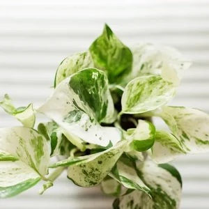 Pothos Live Plants Set of 2 - Indoor Houseplant Garden, 3-5 Inches Tall - Image 4