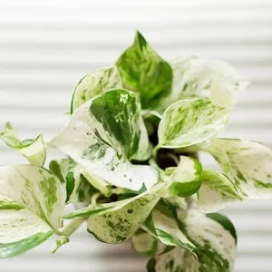 Pothos Live Plants Set of 2 - Indoor Houseplant Garden, 3-5 Inches Tall - Image 6