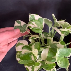Pothos N'Joy Live Plant – 4 inch Pot – Variegated Epipremnum aureum N Joy – Indoor Trailing Plant - Image 10