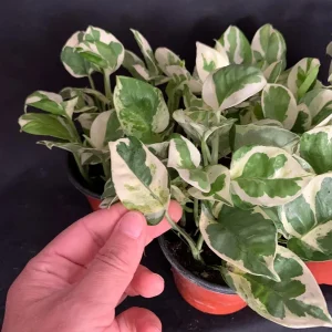 Pothos N'Joy Live Plant – 4 inch Pot – Variegated Epipremnum aureum N Joy – Indoor Trailing Plant - Image 2