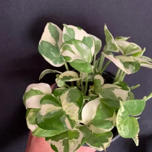Pothos N'Joy Live Plant – 4 inch Pot – Variegated Epipremnum aureum N Joy – Indoor Trailing Plant - Image 4