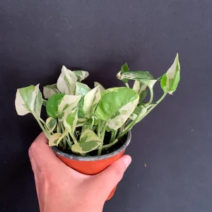 Pothos N'Joy Live Plant – 4 inch Pot – Variegated Epipremnum aureum N Joy – Indoor Trailing Plant - Image 7