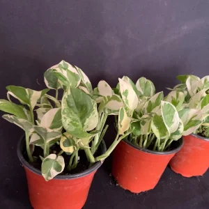 Pothos N'Joy Live Plant – 4 inch Pot – Variegated Epipremnum aureum N Joy – Indoor Trailing Plant - Image 8