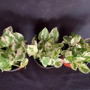 Pothos N'Joy Live Plant – 4 inch Pot – Variegated Epipremnum aureum N Joy – Indoor Trailing Plant - Image 9
