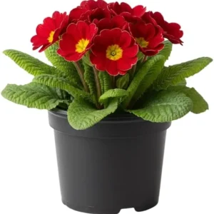 Primrose Live Plant 4-8'' Tall - Hardy Perennial for Indoor & Outdoor, Mixed Colors - Image 2