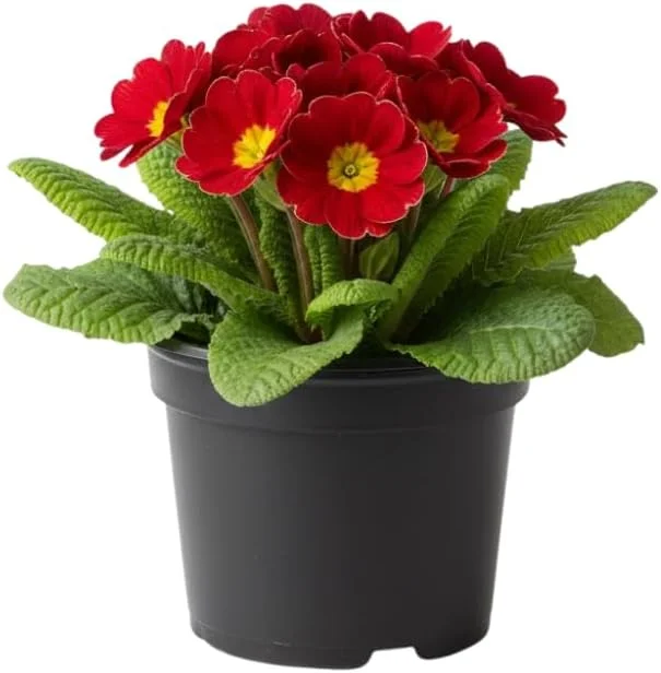 Primrose Live Plant 4-8'' Tall - Hardy Perennial for Indoor & Outdoor, Mixed Colors - Image 2