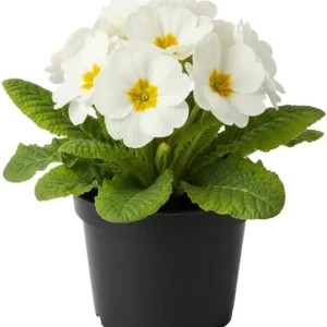 Primrose Live Plant 4-8'' Tall - Hardy Perennial for Indoor & Outdoor, Mixed Colors - Image 3