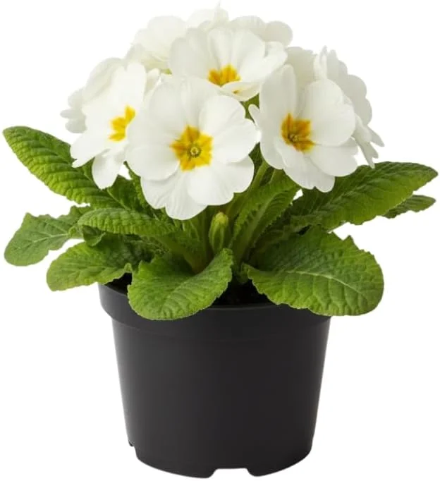 Primrose Live Plant 4-8'' Tall - Hardy Perennial for Indoor & Outdoor, Mixed Colors - Image 3