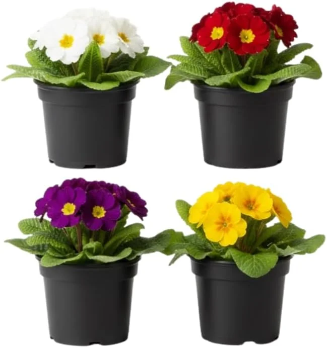 Primrose Live Plant 4-8'' Tall - Hardy Perennial for Indoor & Outdoor, Mixed Colors - Image 1