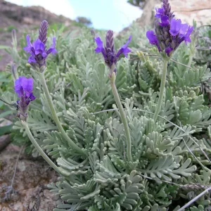 Provence Lavender Live Plant - 2 Bare Root Plants, 4-8