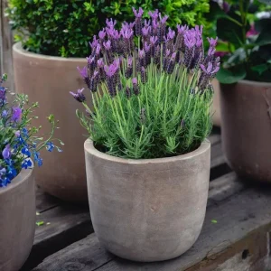 Provence Lavender Live Plants - 2 Pack, 4-8