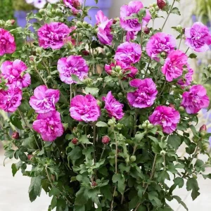 Purple Althea Rose of Sharon Tree Live Plant – Quart Pot Dormant Seedling - Image 2