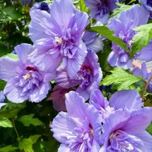 Purple Althea Rose of Sharon Tree Live Plant – Quart Pot Dormant Seedling - Image 4