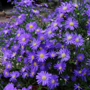 Purple Aster Live Plant – Perennial Asters – 3-6 Inch Tall – Outdoor Garden - Image 2