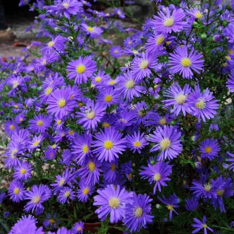 Purple Aster Live Plant – Perennial Asters – 3-6 Inch Tall – Outdoor Garden - Image 2