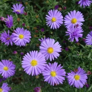 Purple Aster Live Plant – Perennial Asters – 3-6 Inch Tall – Outdoor Garden - Image 3