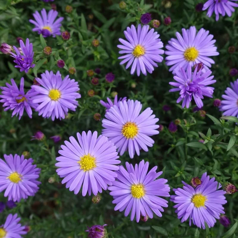 Purple Aster Live Plant – Perennial Asters – 3-6 Inch Tall – Outdoor Garden - Image 3