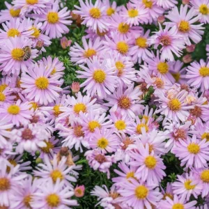 Purple Aster Live Plant – Perennial Asters – 3-6 Inch Tall – Outdoor Garden - Image 1